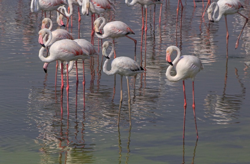 Greater flamingos in Ras Al Khor wildlife sanctuary Dubai