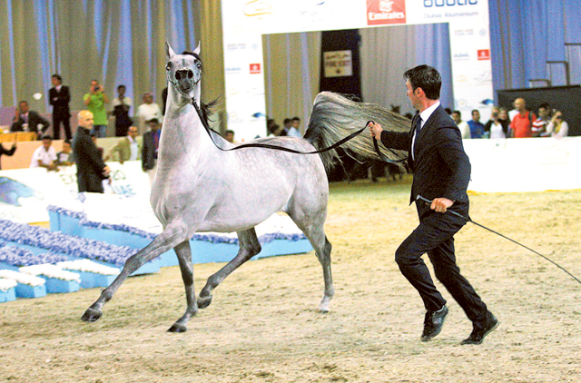 Dubai International Arabian Horse Championship:
